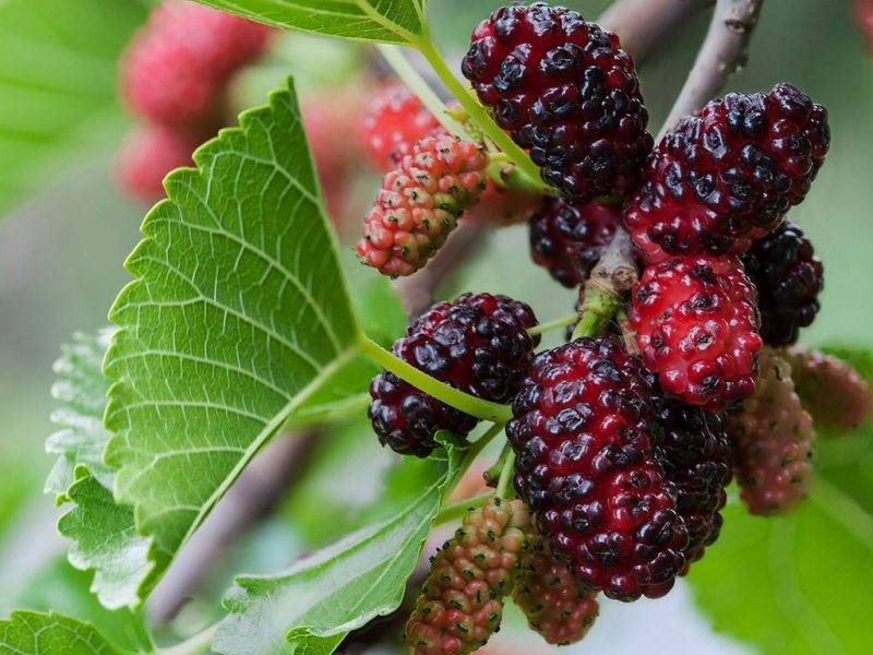 Шелковица купить саженцы из питомнике в Егорьевске