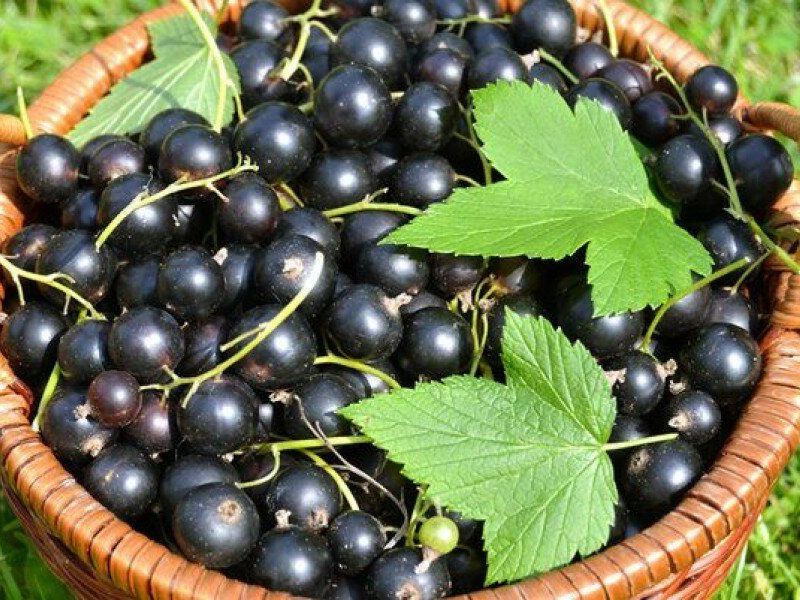 Смородина купить саженцы из питомника в Егорьевске