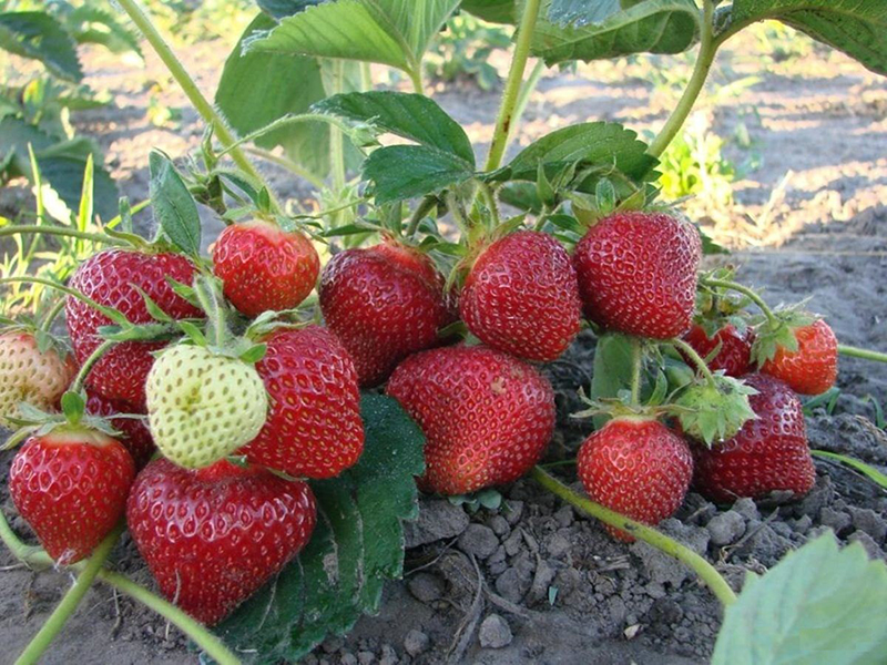 Клубника купить саженцы из питомника в Егорьевске