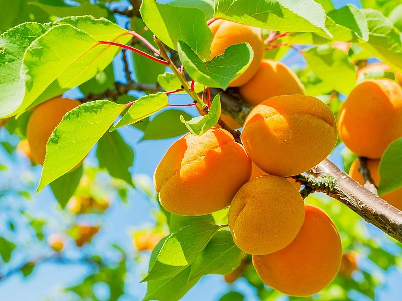 Абрикос купить саженцы из питомнике в Егорьевске