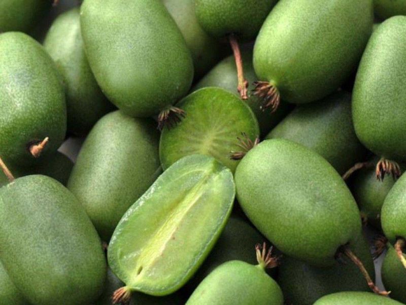 Актинидия купить саженцы из питомнике в Егорьевске