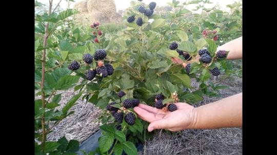 Ежевика "БЛЭК ДЖЕМ"