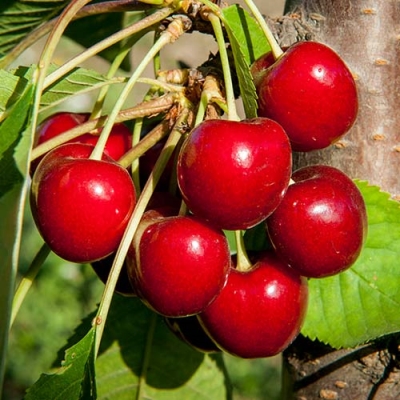 Черешня "СВИТХАРТ"