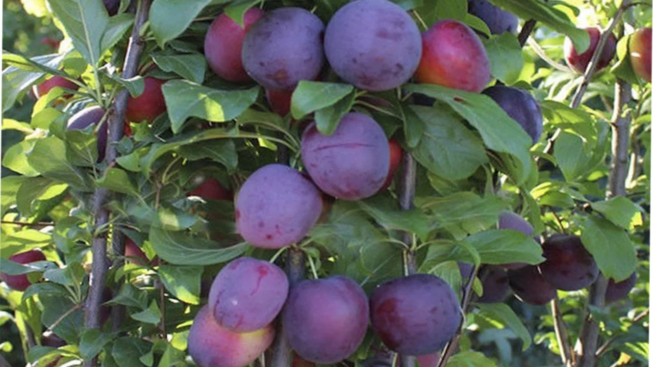 Слива колоновидная "БЛЮ СВИТ"