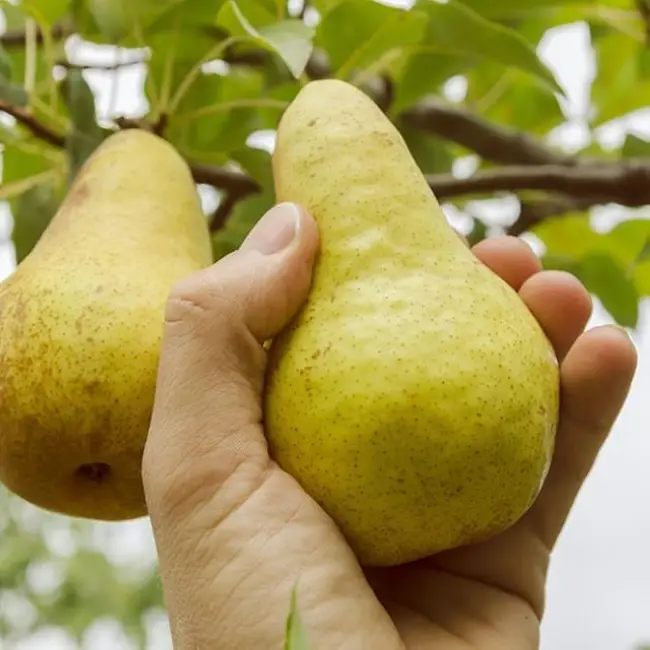 Груша "ВИЛЬЯМАС"